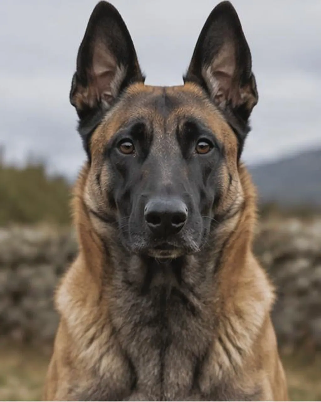 Belgian Malinois