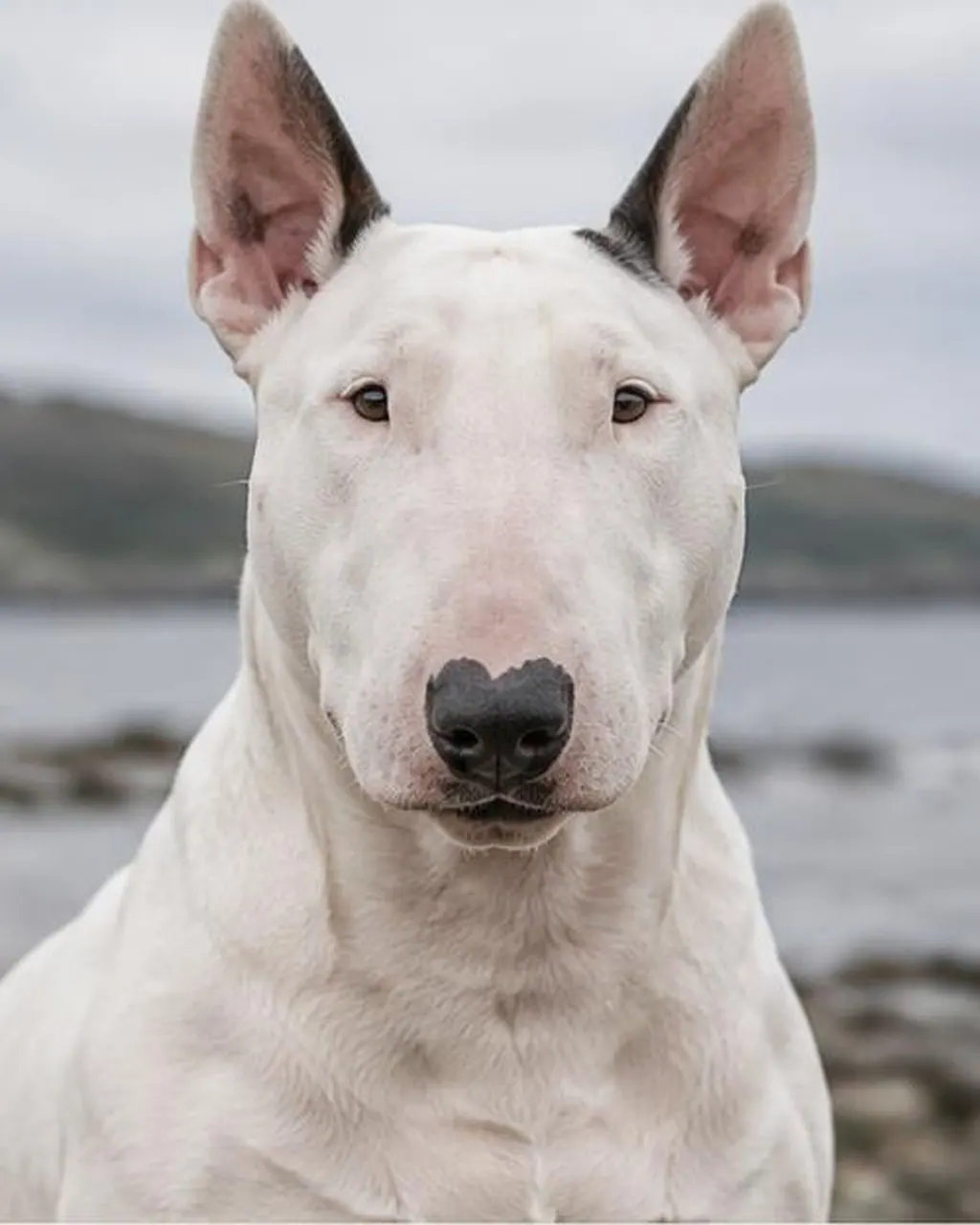 Bull Terrier