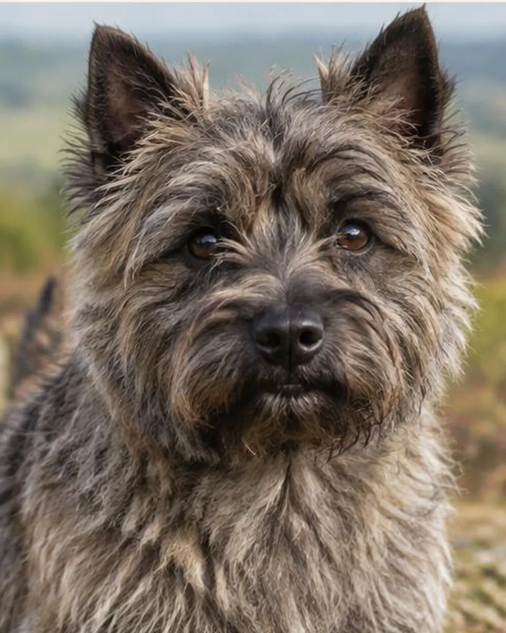 Cairn Terrier
