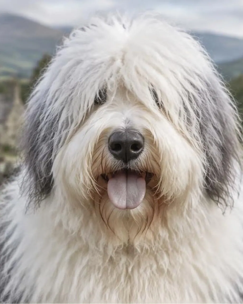 Old English Sheepdog