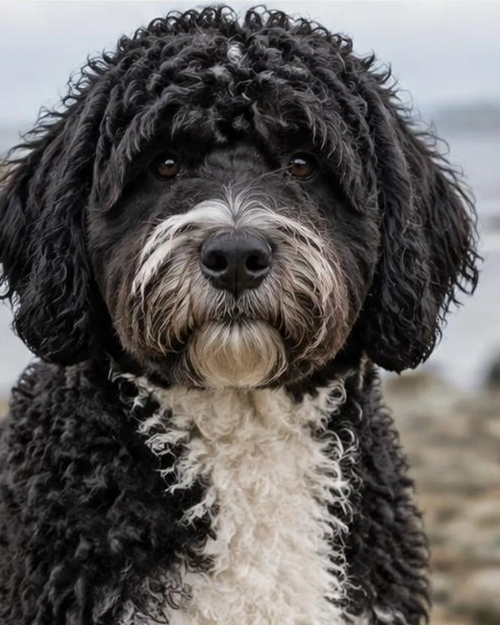 Portuguese Water Dog