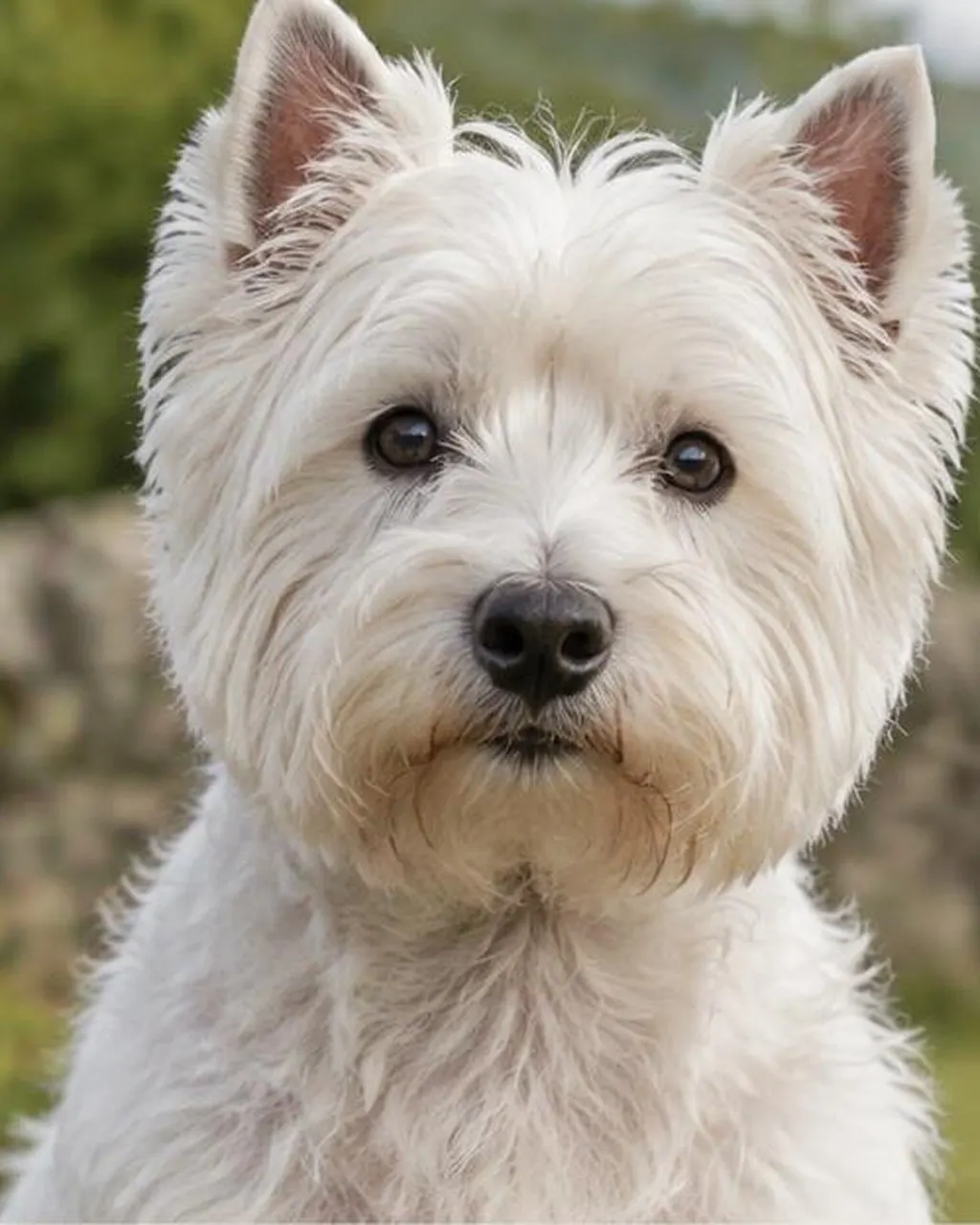 West Highland White Terrier
